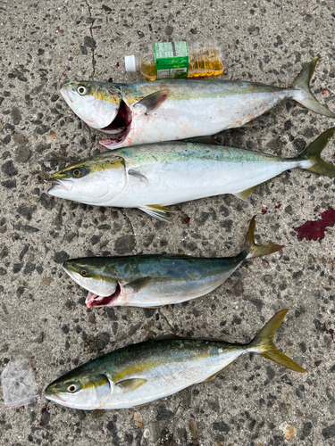 ハマチの釣果