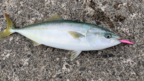 ワカシの釣果