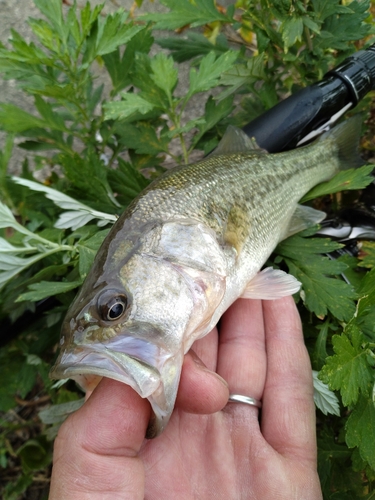 ラージマウスバスの釣果