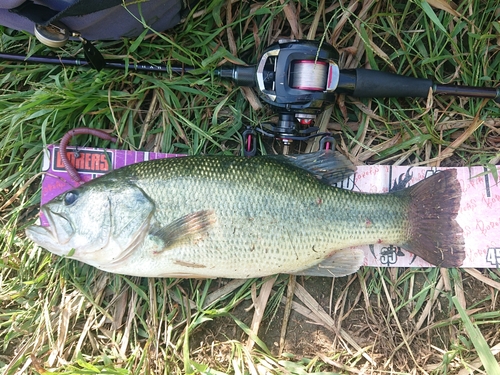 ブラックバスの釣果