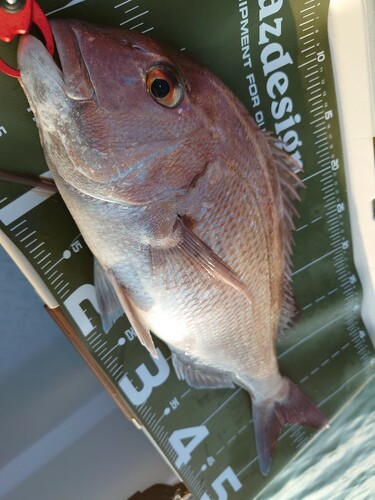 マダイの釣果