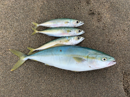 イナダの釣果