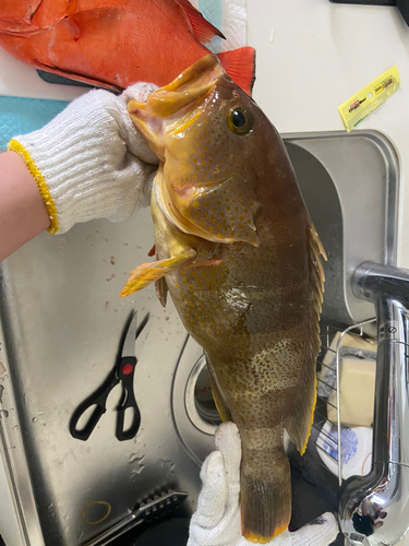 チカメキントキの釣果