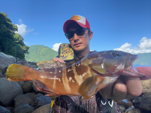 アカハタの釣果