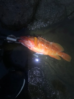 アカハタの釣果