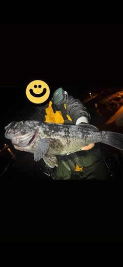 クロソイの釣果