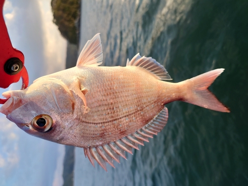 チャリコの釣果