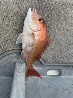 タイの釣果