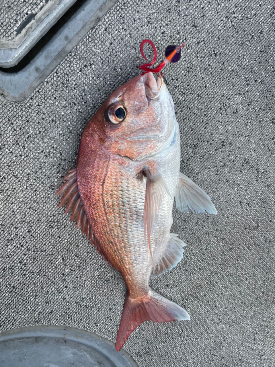 みよっさん。さんの釣果 2枚目の画像