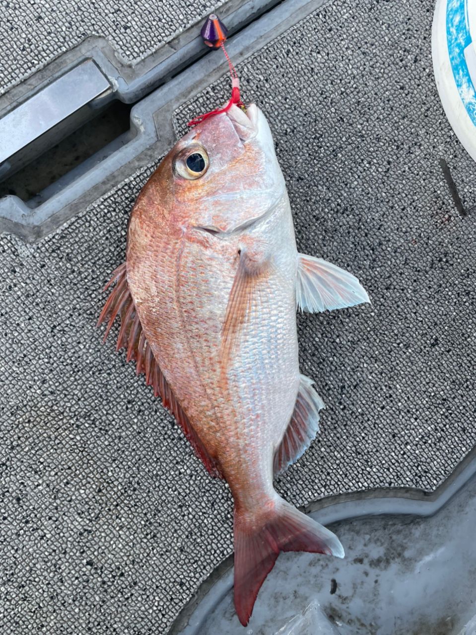 みよっさん。さんの釣果 3枚目の画像