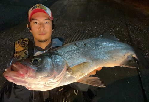 ヒラスズキの釣果