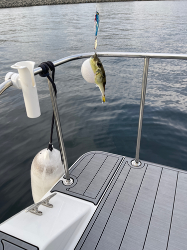 シロサバフグの釣果