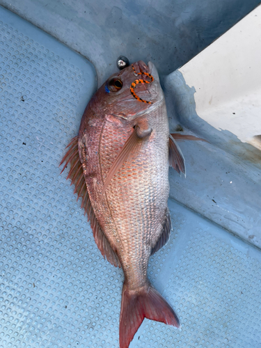 タイの釣果