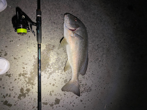 コロダイの釣果