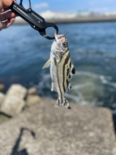 コトヒキの釣果