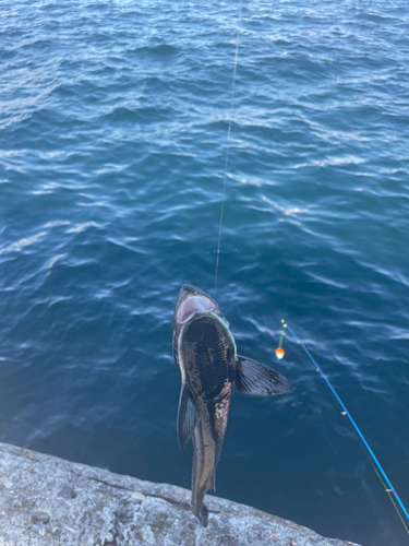 コバンザメの釣果