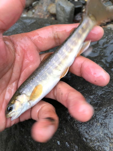 オショロコマの釣果