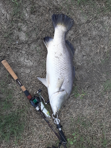 バラマンディの釣果