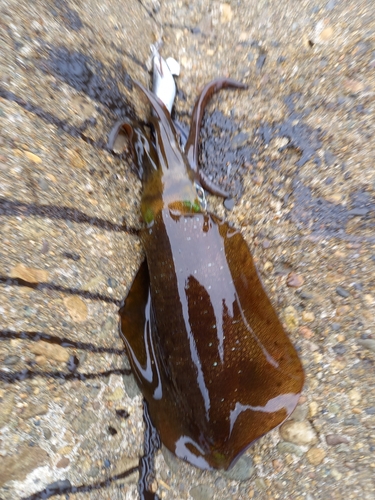 アオリイカの釣果