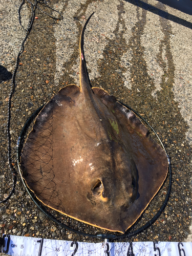 アカエイの釣果