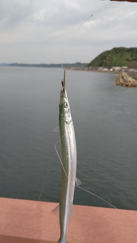 サヨリの釣果