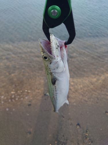 サゴシの釣果