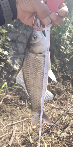 マブナの釣果