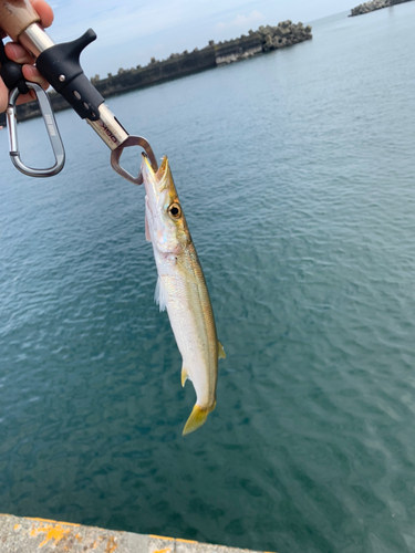 カマスの釣果