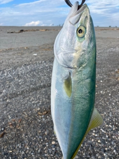 ワカシの釣果