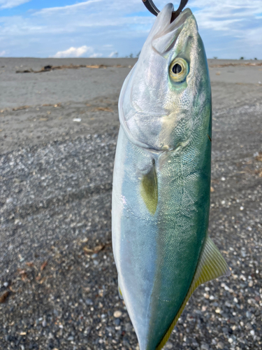 ワカシの釣果