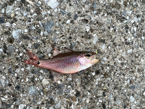 ネンブツダイの釣果