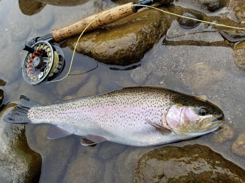 ニジマスの釣果