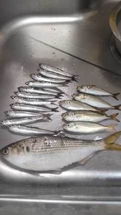 カタクチイワシの釣果