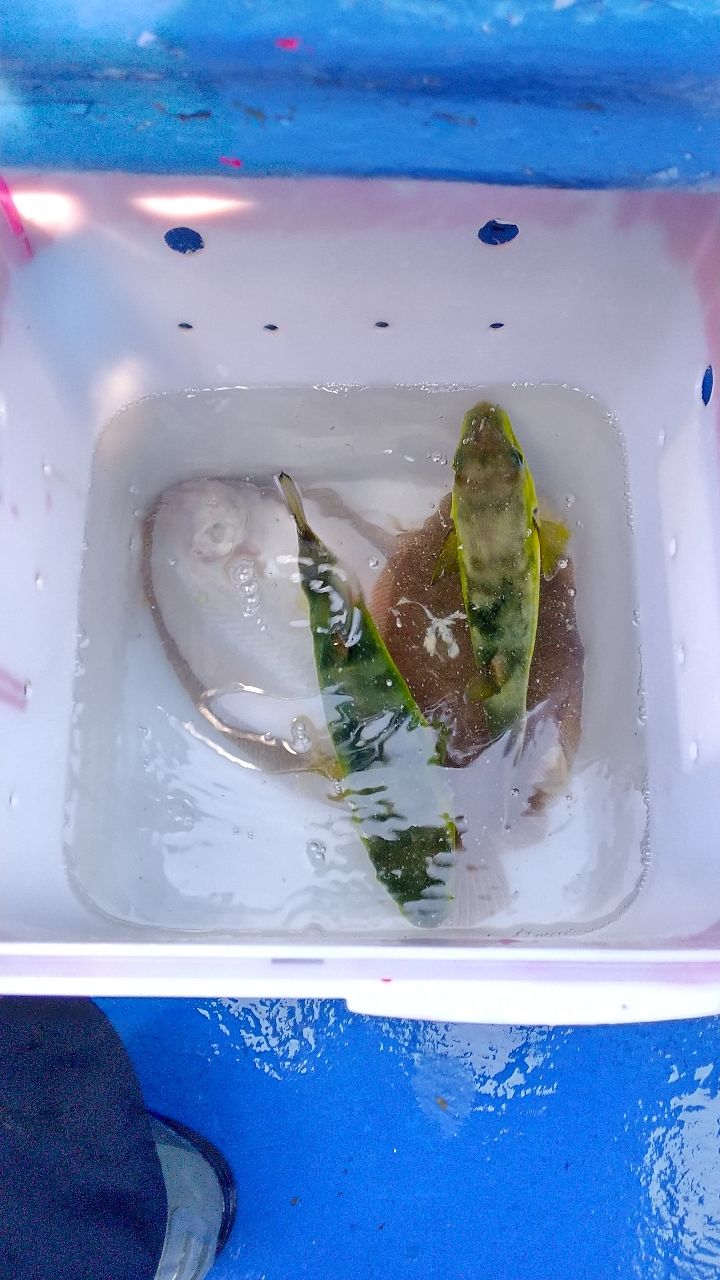 えのさんさんの釣果 2枚目の画像