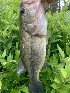 ラージマウスバスの釣果