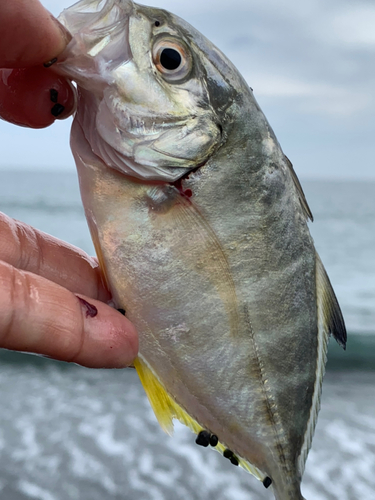 メッキの釣果