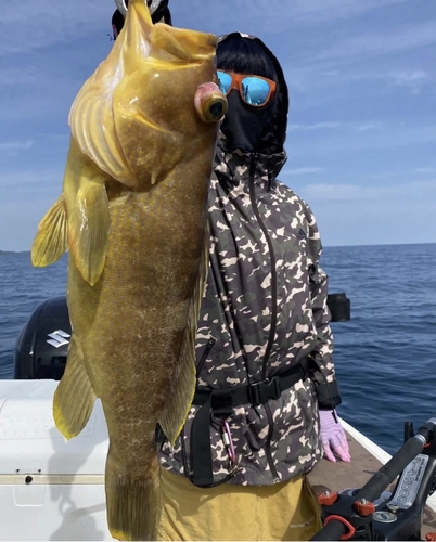 アオナの釣果