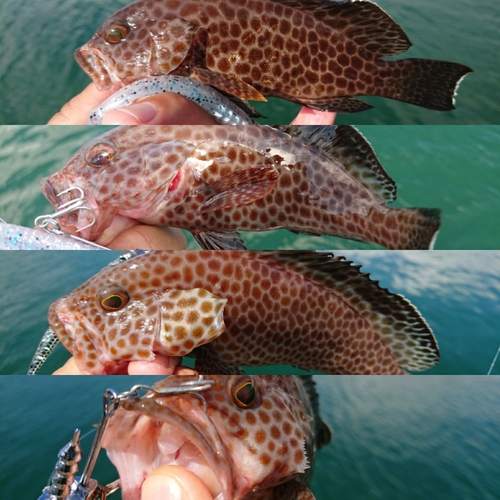 オオモンハタの釣果