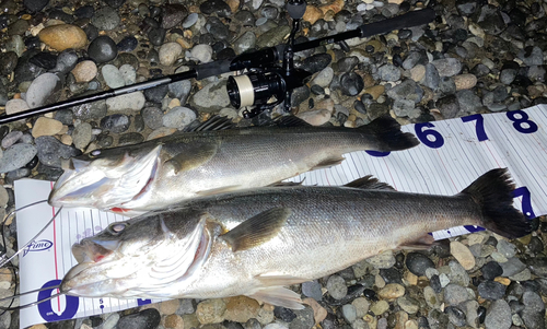 シーバスの釣果