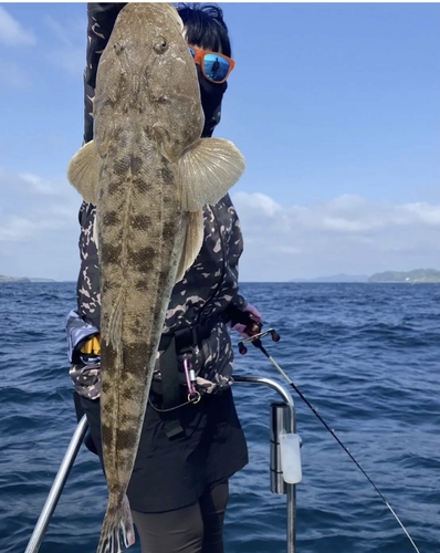 マゴチの釣果