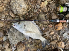 ミナミクロダイの釣果