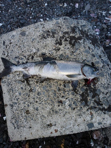 アキアジの釣果