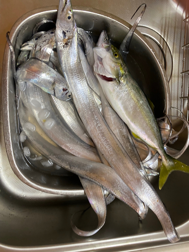 タチウオの釣果