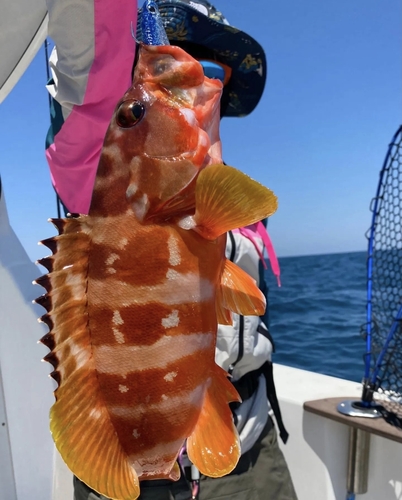 アカハタの釣果