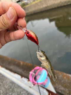 マハゼの釣果