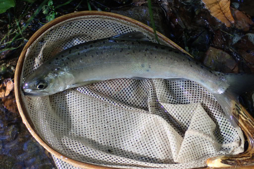 ホンマスの釣果