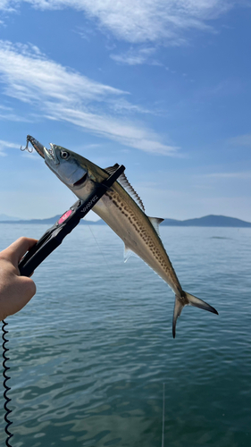 サゴシの釣果