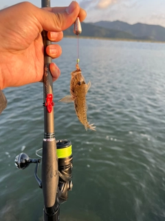 マハゼの釣果