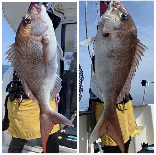 マダイの釣果