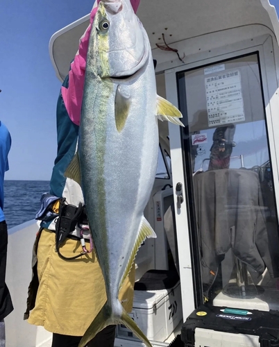 ブリの釣果